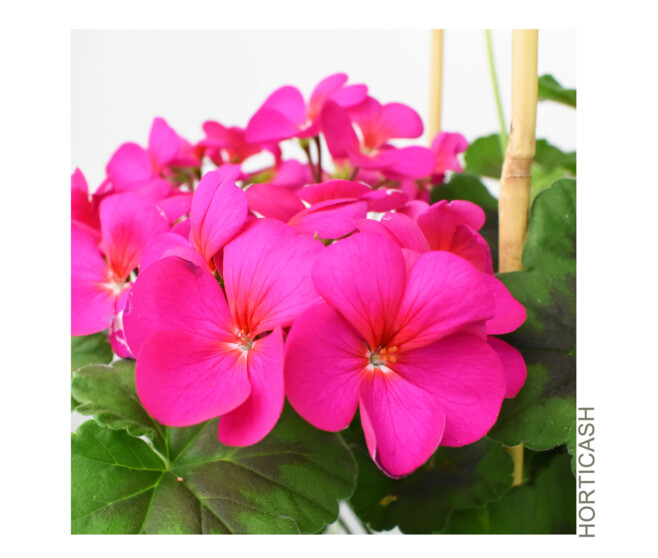 GERANIUM ANTIK