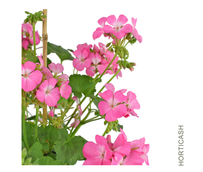 GERANIUM ANTIK