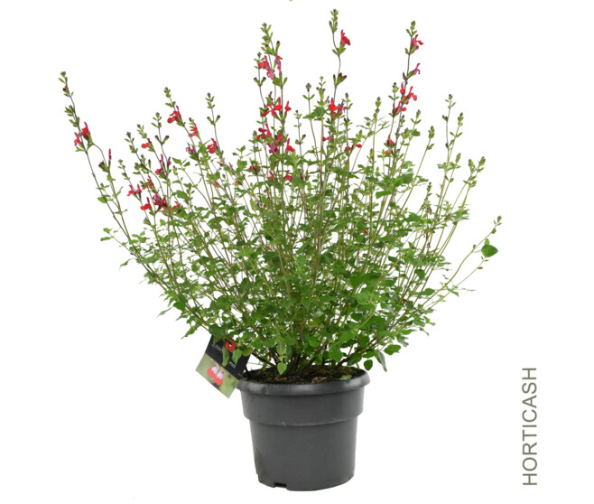 SAUGE GRAHAMII HOT LIPS