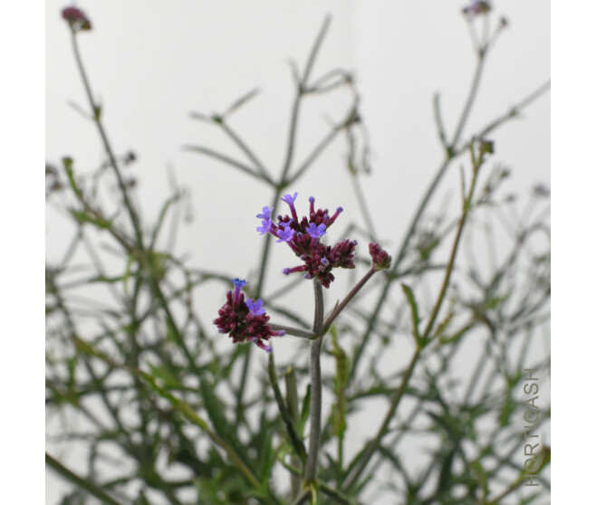 VERVEINE BONARIENSIS LOLLIPOP