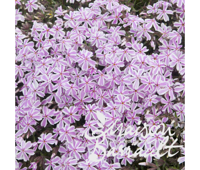 PHLOX