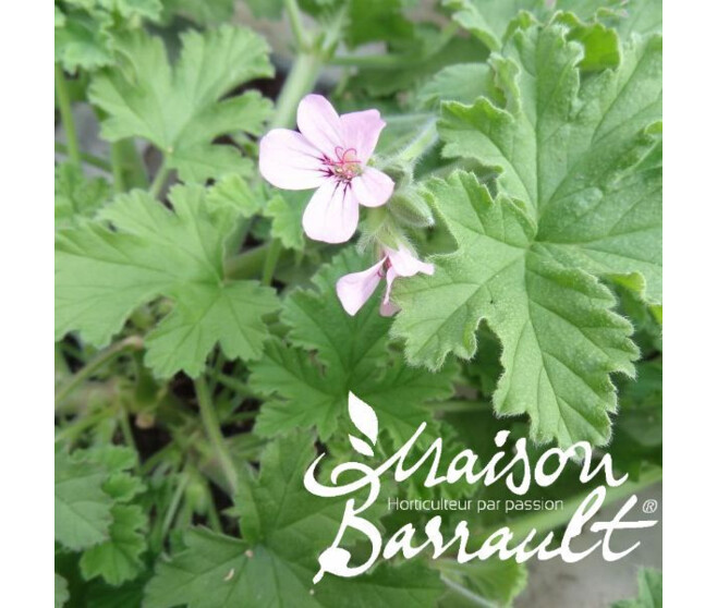 GERANIUM ODORANT ATTAR OF ROSE