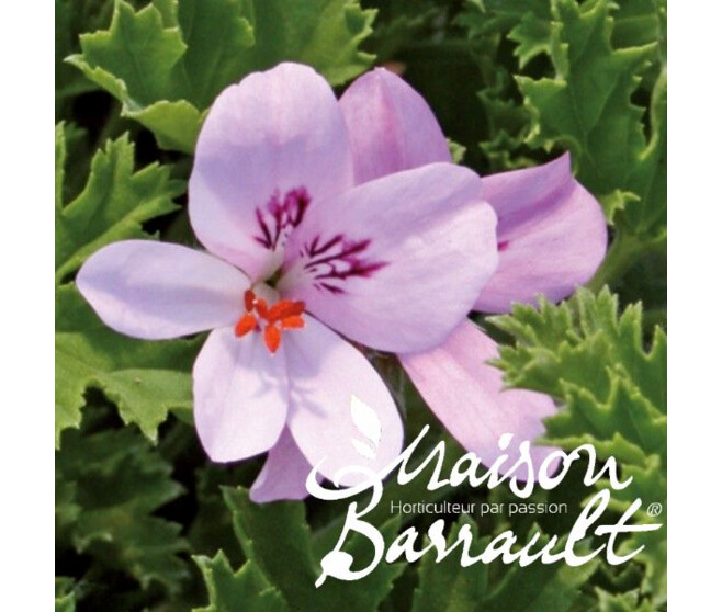 GERANIUM ODORANT SIDRAL COLA