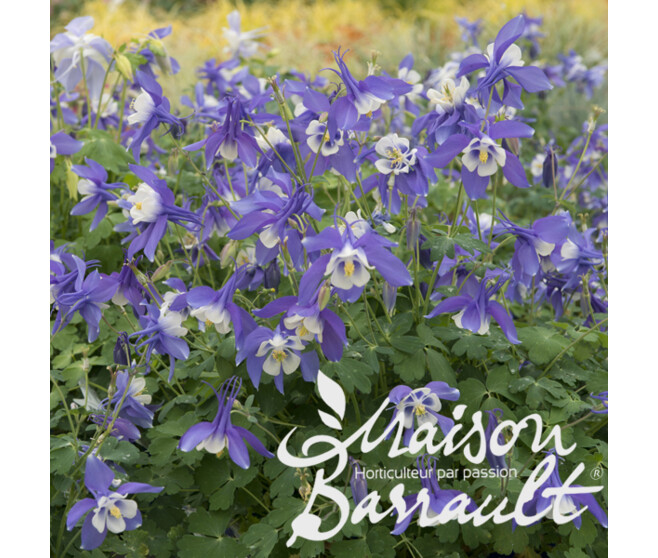 ANCOLIE SPRING MAGIC BLEUE BLANCHE