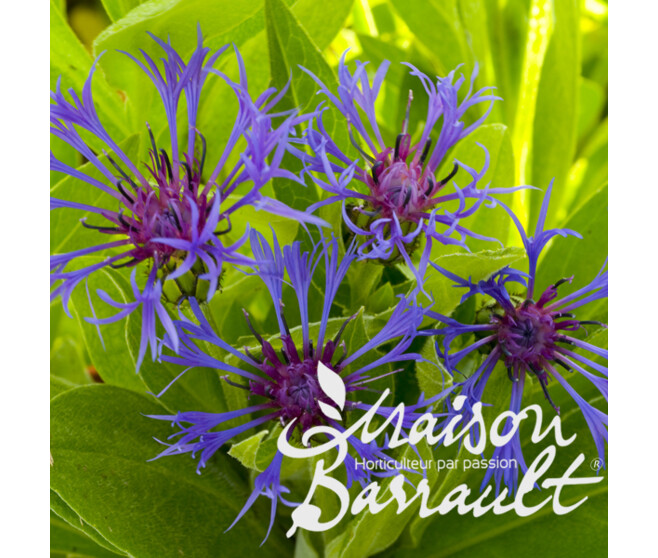CENTAUREA MONTANA