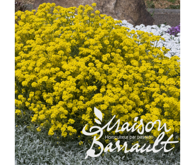 ALYSSUM SAXATILE