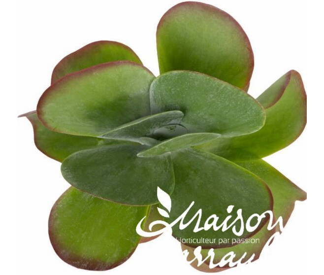 KALANCHOE THYRSIFLORA