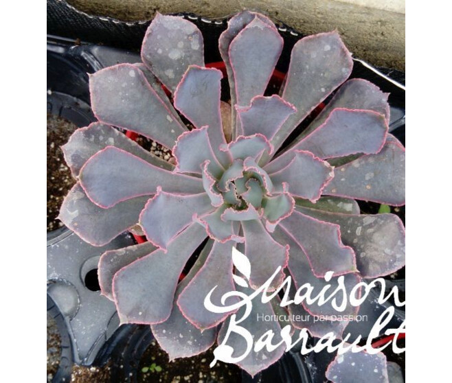 ECHEVERIA PINK FRILLS