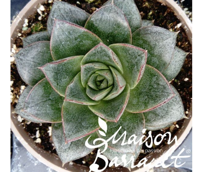 ECHEVERIA PURPUREUM