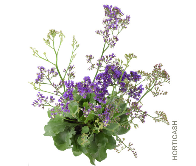 LIMONIUM
