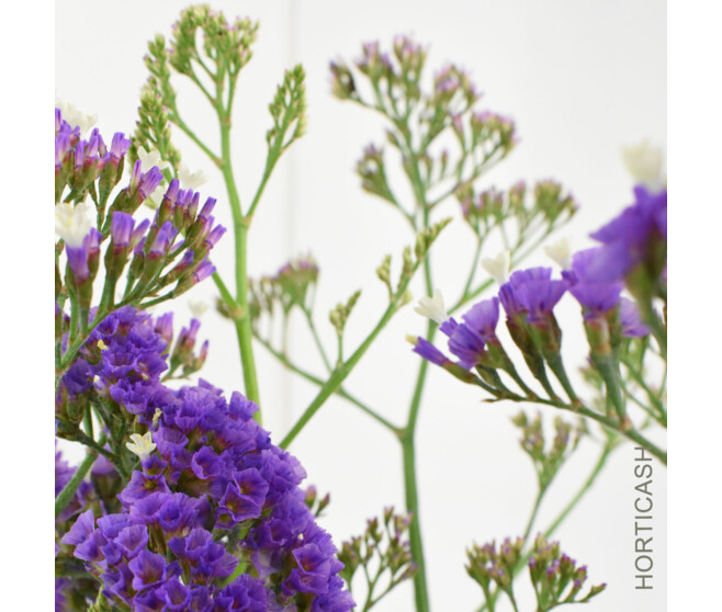 LIMONIUM