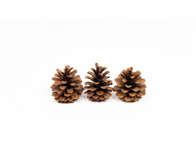 POMME DE PIN 10KG