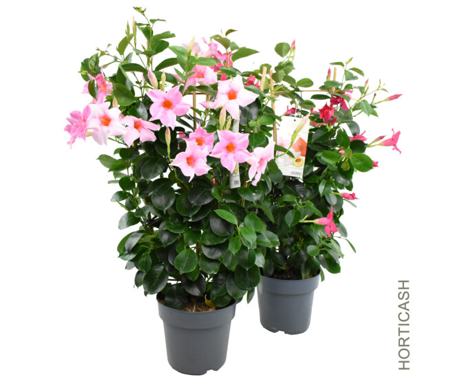 DIPLADENIA COLLECTION PALISSE P COLORE