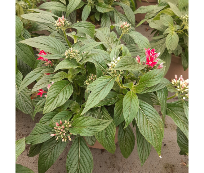 PENTAS