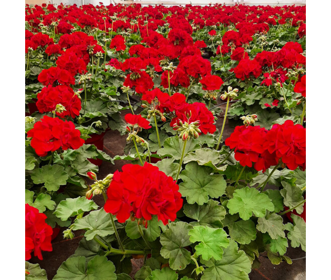 GERANIUM ZONAL CALLIOPE