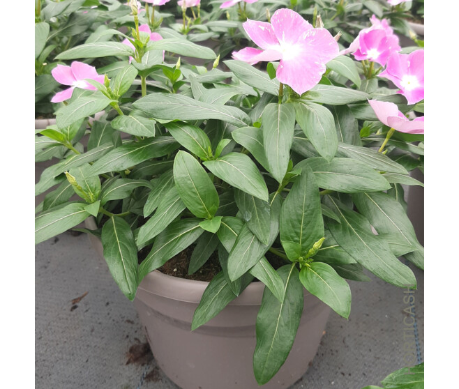 CATHARANTHUS VINCA