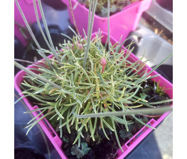 ARMERIA MARITIMA NIFTY THRIFTY