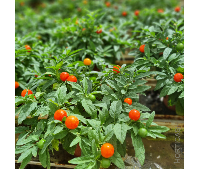 SOLANUM THORINO