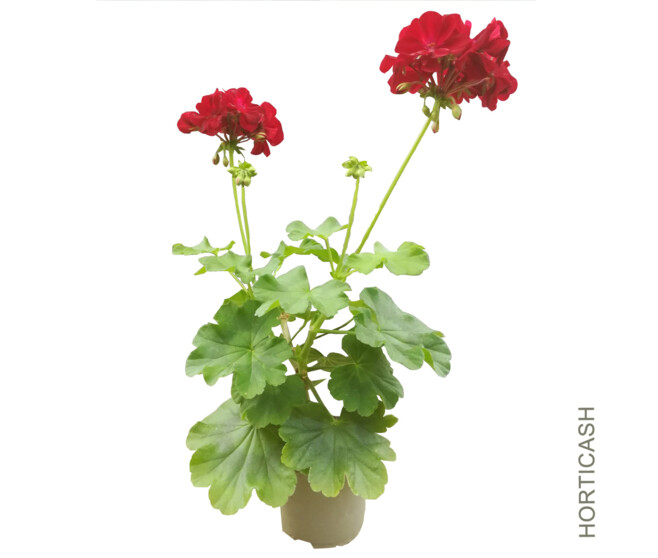 GERANIUM ZONAL