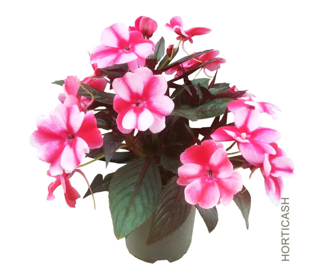 IMPATIENS GUINEE