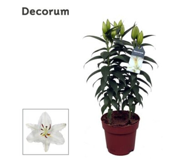 LILIUM SOUVENIR BLANC 3PP