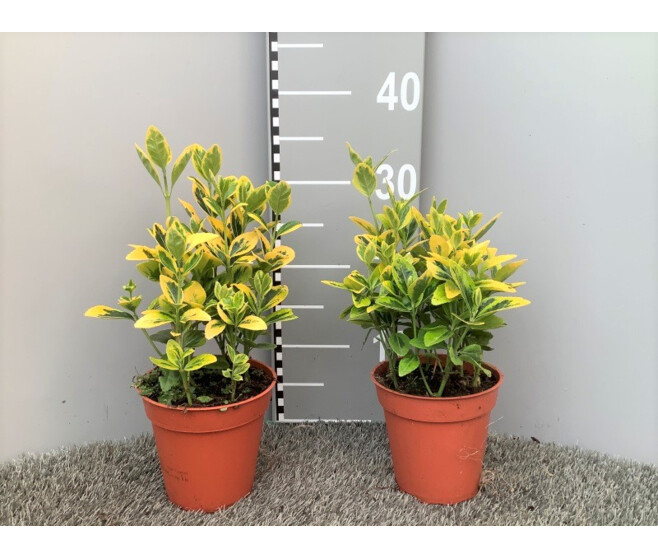 EUONYMUS AUREUS