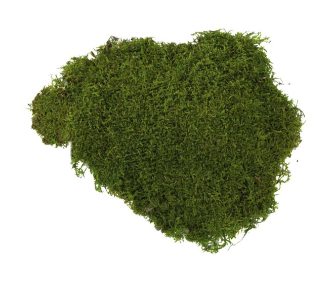 MOUSSE PLATE VERT 500GR