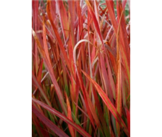 IMPERATA
