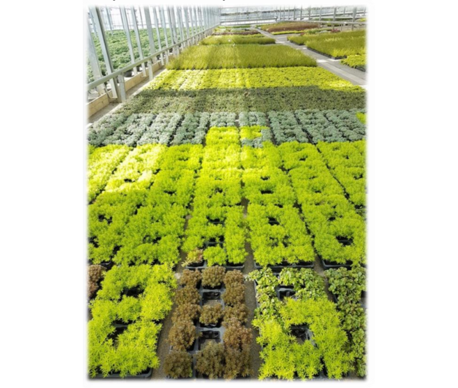SEDUM