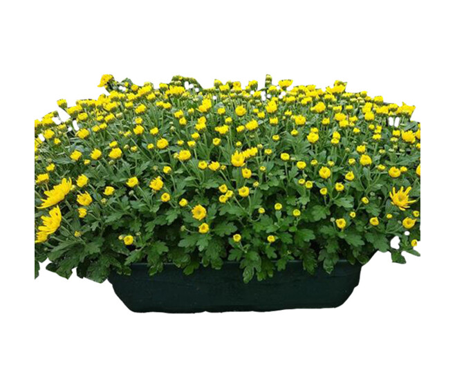 CHRYSANTHEME MULTI JARD