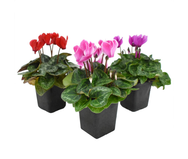 CYCLAMEN P CARRE