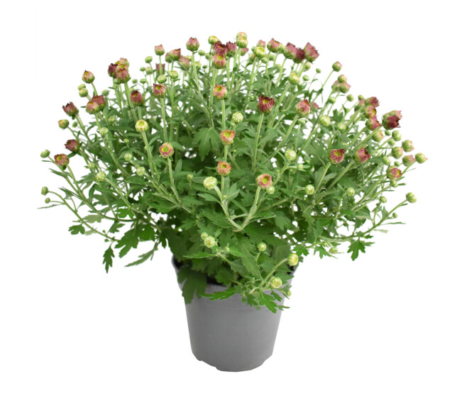 CHRYSANTHEME MULTI 30/35