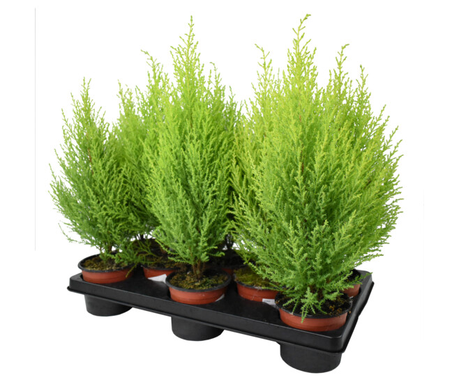 CUPRESSUS GOLD