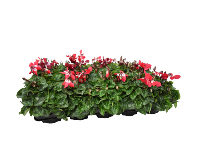 CYCLAMEN MINI DJIX
