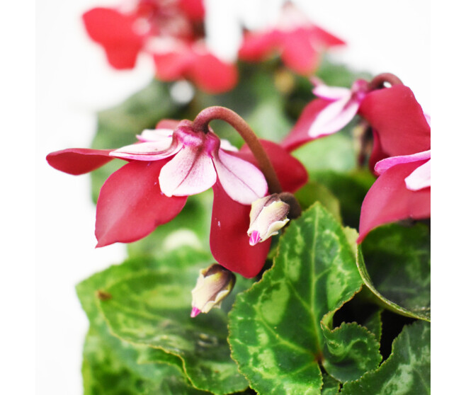 CYCLAMEN MINI DJIX