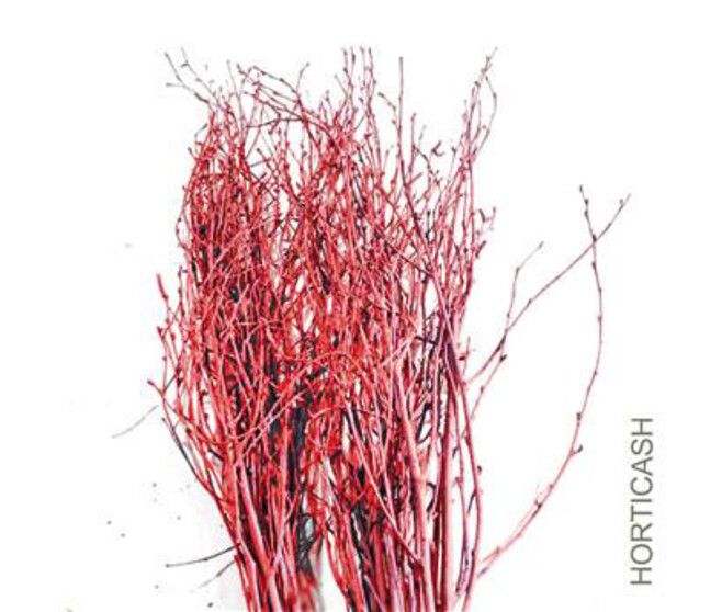 BOULEAUX H80CM TEINTES ROUGE