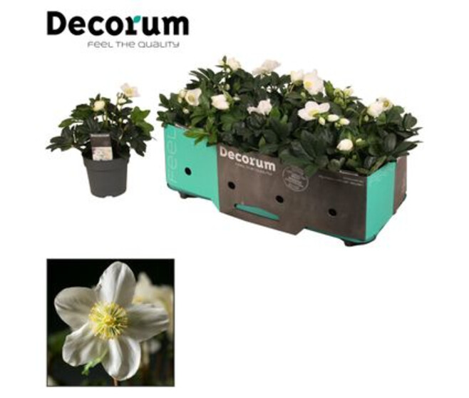 HELLEBORE CHRISTMAS CAROL