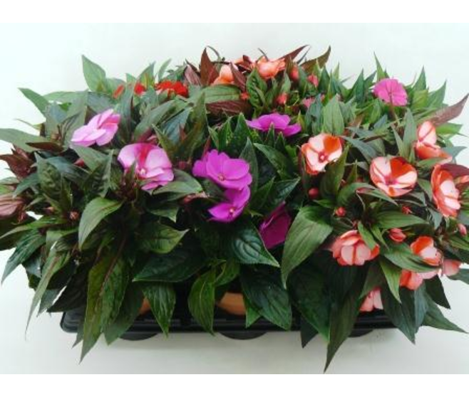 IMPATIENS GUINEE