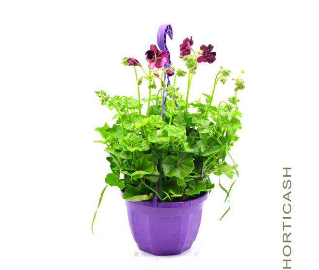 GERANIUM LIERRE DBLE SUSP P COLORE
