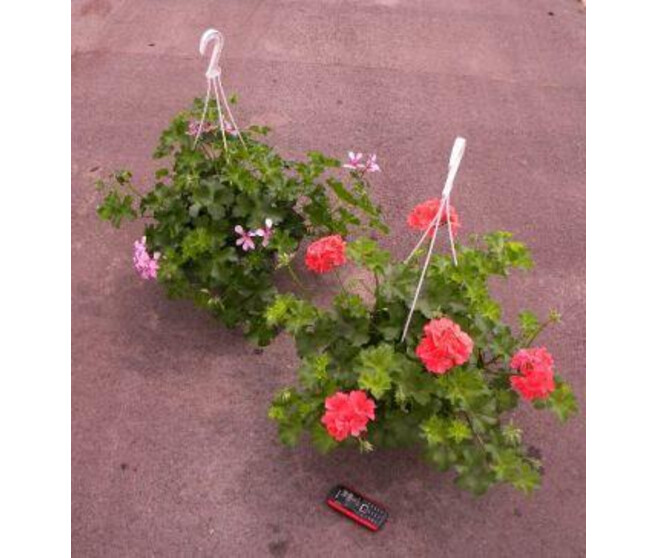 GERANIUM LIERRE DBLE SUSP