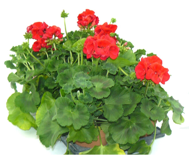 GERANIUM ZONAL
