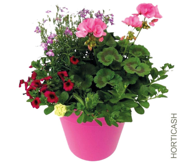 PLANTES MASSIF MELANGE SUSP