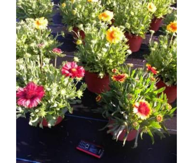 GAILLARDE