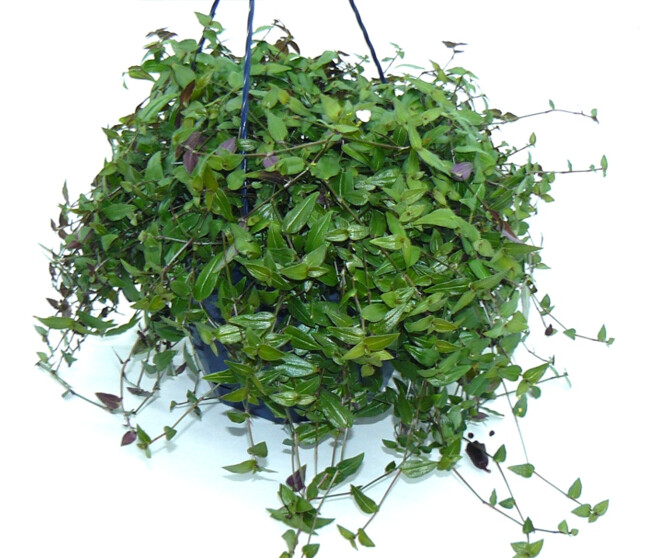 TRADESCANTIA GYPSOPHYLLA SUSP