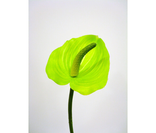 ANTHURIUM MINI VERT PALE