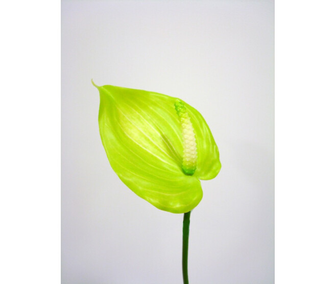 ANTHURIUM X1 PM VERT PALE