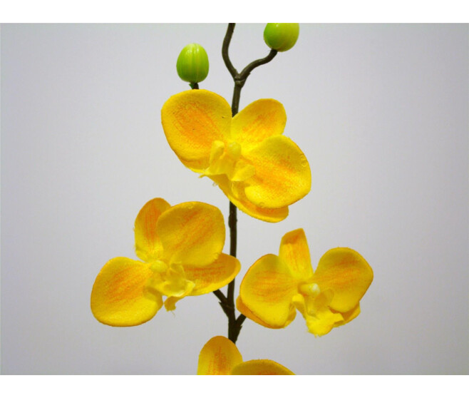 ORCHIDEE MINI 6FL JAUNE