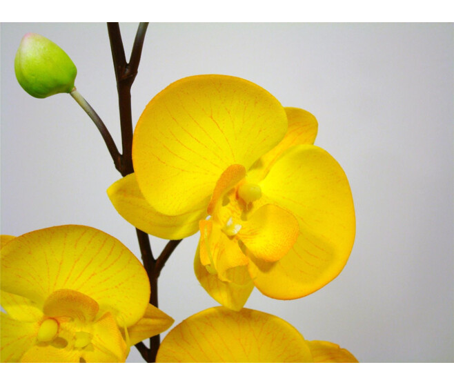 ORCHIDEE PHALE X4 JAUNE