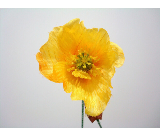 PAVOT PM X2 JAUNE