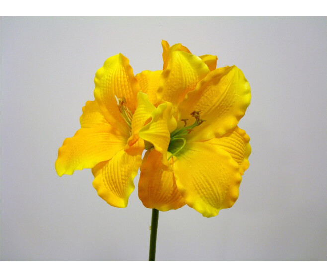 AMARYLLIS X1 JAUNE